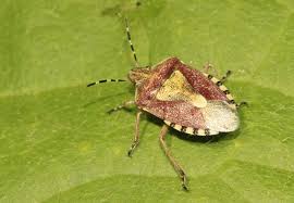 Attēlu rezultāti vaicājumam “Dolycoris baccarum”