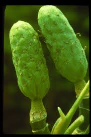 Attēlu rezultāti vaicājumam “Magnolia acuminata fruit”