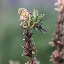 Attēlu rezultāti vaicājumam “Oenothera biennis flower”