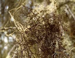 Attēlu rezultāti vaicājumam “Bryoria capillaris”