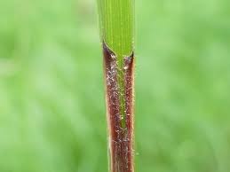 Attēlu rezultāti vaicājumam “Carex atherodes”