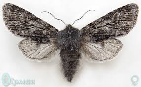 Attēlu rezultāti vaicājumam “Brachionycha nubeculosa”