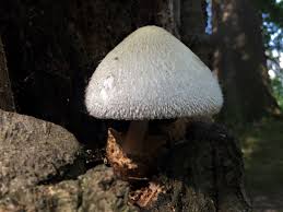 Attēlu rezultāti vaicājumam “Volvariella bombycina”