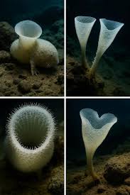 Image result for Vazella pourtalesii