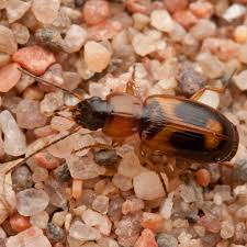 Attēlu rezultāti vaicājumam “Badister bullatus”