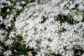 Attēlu rezultāti vaicājumam “Dianthus arenarius leaf”