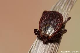 Attēlu rezultāti vaicājumam “Dermacentor reticulatus female”
