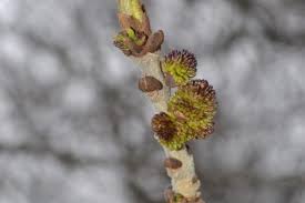 Attēlu rezultāti vaicājumam “Fraxinus pennsylvanica male flower”