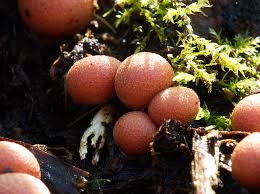 Attēlu rezultāti vaicājumam “Lycogala cf. oleocrystalliferum macro”