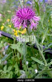 Attēlu rezultāti vaicājumam “Centaurea scabiosa leaf”