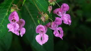 Image result for Impatiens glandulifera
