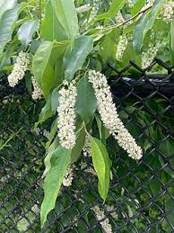 Attēlu rezultāti vaicājumam “Prunus serotina flower”