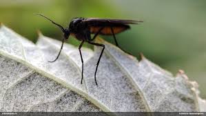 Attēlu rezultāti vaicājumam “Sciara analis”