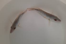 Image result for Lutjanus synagris