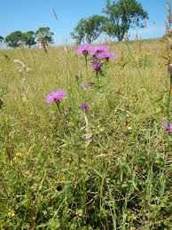 Image result for Centaurea nigra