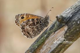 Attēlu rezultāti vaicājumam “Hipparchia semele”