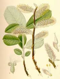 Attēlu rezultāti vaicājumam “Salix cinerea female flower”