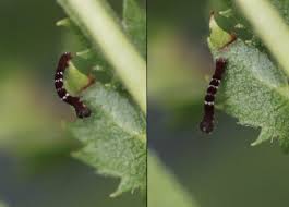 Attēlu rezultāti vaicājumam “Selenia dentaria larva”