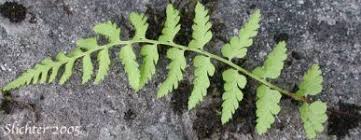 Attēlu rezultāti vaicājumam “Cystopteris fragilis”