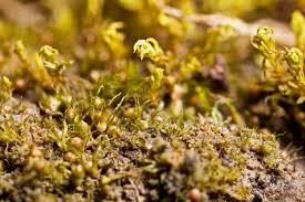 Attēlu rezultāti vaicājumam “Ephemerum serratum sporophyte”