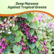 Image result for Rhodochiton atrosanguineum