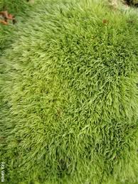 Attēlu rezultāti vaicājumam “Leucobryum juniperoideum”