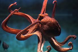 Image result for Octopus vulgaris