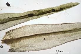 Attēlu rezultāti vaicājumam “Dicranum undulatum”