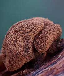 Attēlu rezultāti vaicājumam “Melanospora lagenaria”