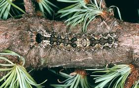 Attēlu rezultāti vaicājumam “Lymantria monacha pupa”