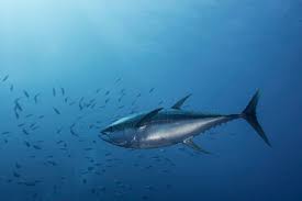 Image result for Thunnus albacares