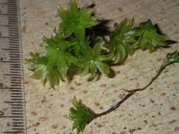 Attēlu rezultāti vaicājumam “Rhodobryum roseum”