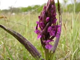 Attēlu rezultāti vaicājumam “Dactylorhiza cruenta flower”