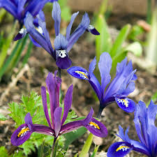 Attēlu rezultāti vaicājumam “Iris reticulata”