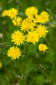 Attēlu rezultāti vaicājumam “Hieracium umbellatum”