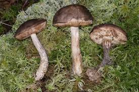 Attēlu rezultāti vaicājumam “Leccinum scabrum”