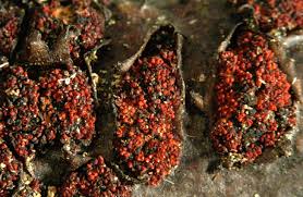 Attēlu rezultāti vaicājumam “Nectria episphaeria”