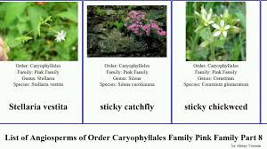 Attēlu rezultāti vaicājumam “Silene wolgensis”