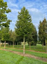 Attēlu rezultāti vaicājumam “Magnolia kobus”