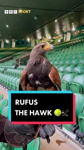Image result for Wimbledon Hawks