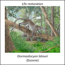 Attēlu rezultāti vaicājumam “Carnivora”