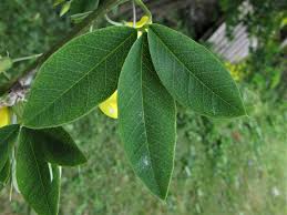 Attēlu rezultāti vaicājumam “Laburnum alpinum leaf”