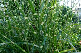 Image result for Miscanthus sinensis Zebrina