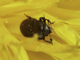 Attēlu rezultāti vaicājumam “Meligethes sp.”