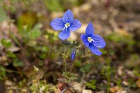 Attēlu rezultāti vaicājumam “Veronica chamaedrys flower”