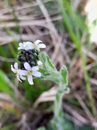 Attēlu rezultāti vaicājumam “Arabis hirsuta flower”