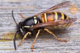 Attēlu rezultāti vaicājumam “Vespula rufa”