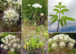 Attēlu rezultāti vaicājumam “Angelica palustris”