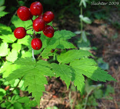 Attēlu rezultāti vaicājumam “Actaea spicata fruit”