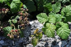 Attēlu rezultāti vaicājumam “Rubus caesius”